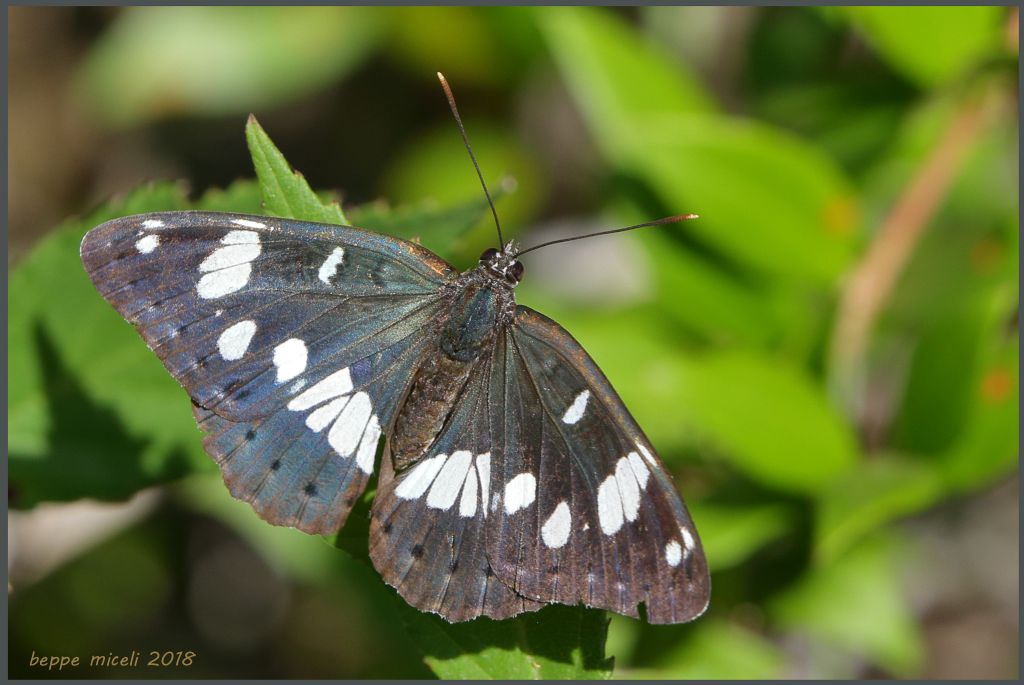 Nymphalidae: Limenitis reducta? S !